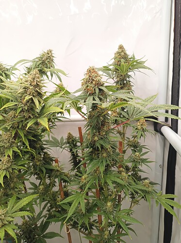 Growreport Bild 13