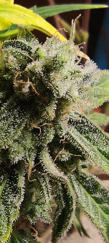Growreport Bild 1