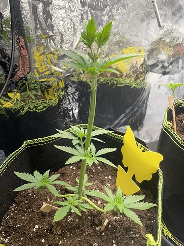 Growreport Bild 1