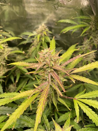 Growreport Bild 3