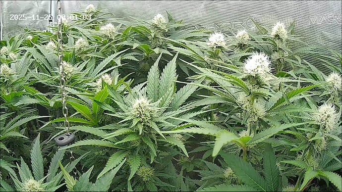Growreport Bild 6