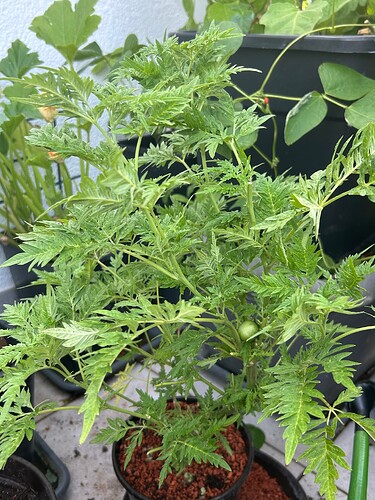 Growreport Bild 14