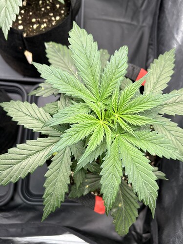Growreport Bild 2