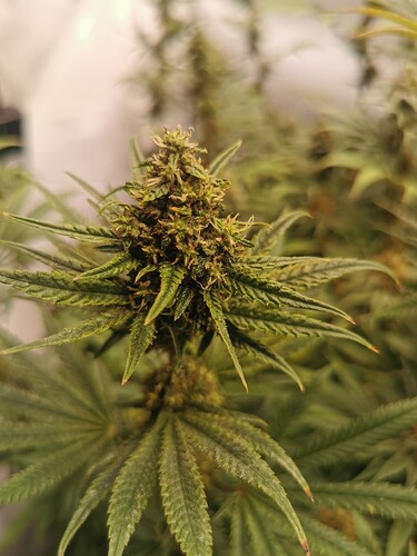 Growreport Bild 12