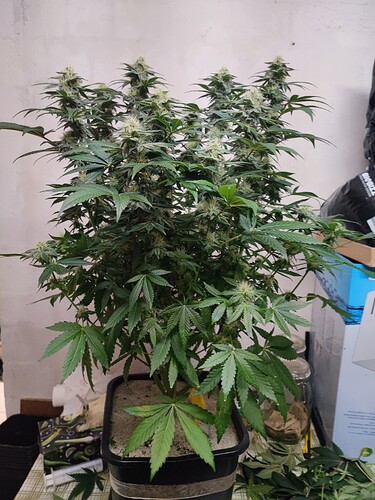 Growreport Bild 88
