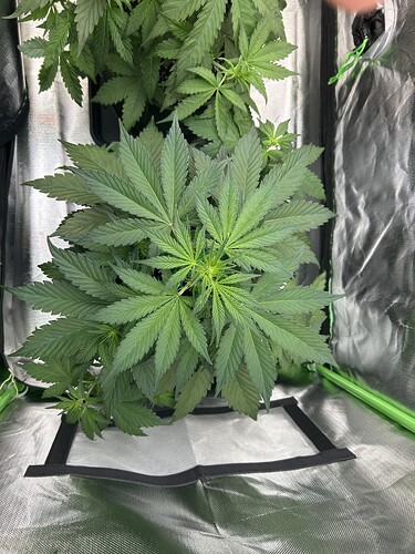 Growreport Bild 6