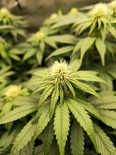 Growreport Bild 20