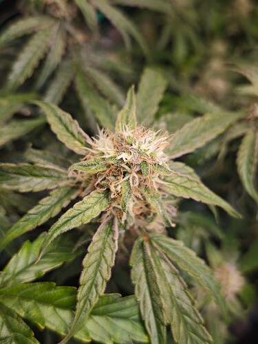 MVIMG_20251116_203805