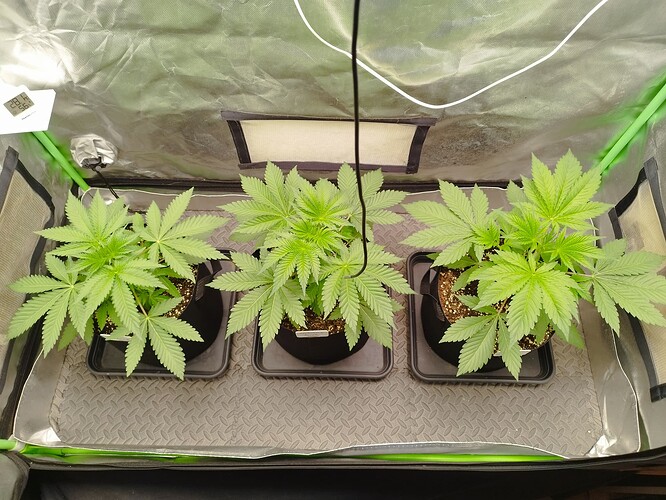 Growreport Bild 3
