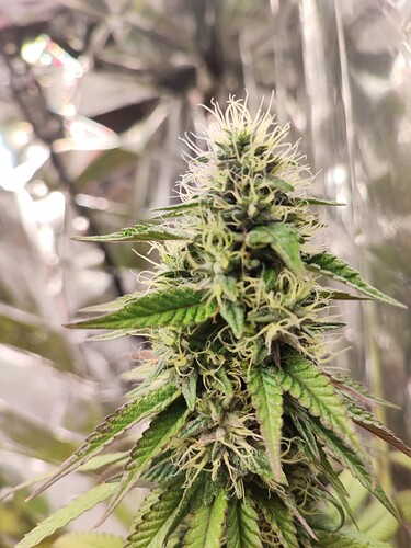 Growreport Bild 11