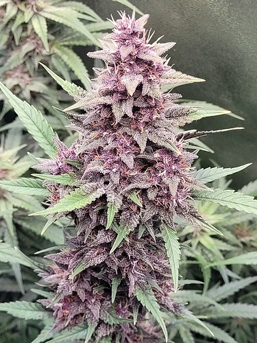 Growreport Bild 7