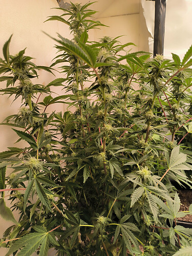Growreport Bild 2