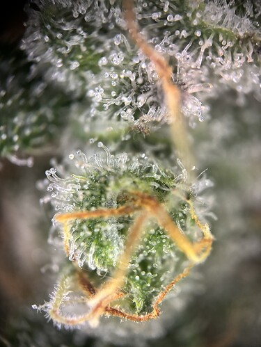 Growreport Bild 29