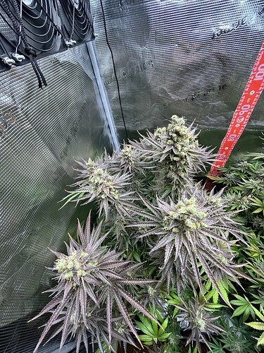 Eine blühende Cannabis-Pflanze in einem Grow-Zelt mit dunklen, violetten Blättern und dichten Buds.