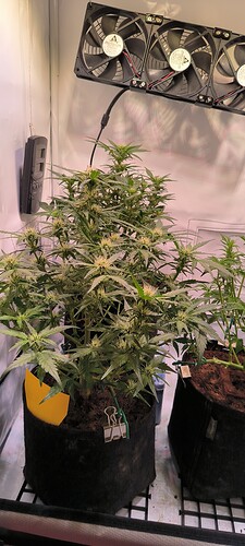 Growreport Bild 6