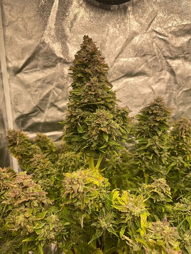 Growreport Bild 12