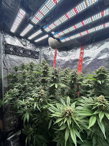 Mehrere blühende Cannabispflanzen in einem Growzelt unter LED-Beleuchtung.