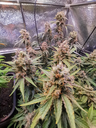Growreport Bild 11