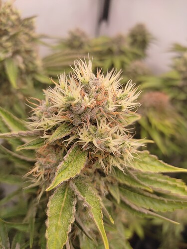 Growreport Bild 20
