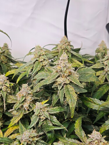 MVIMG_20251121_194541