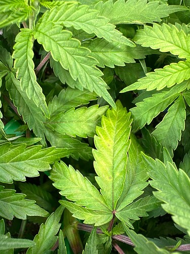 Growreport Bild 27