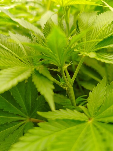 Growreport Bild 4