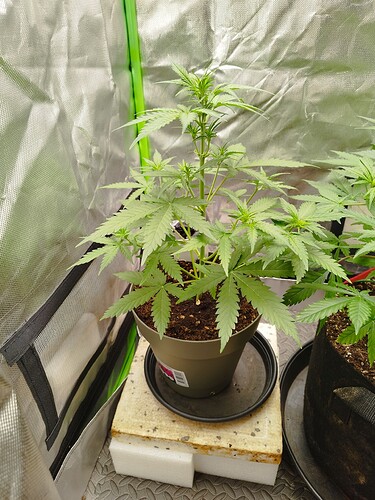 Eine junge Cannabispflanze in einem braunen Topf steht auf einer Styroporbasis in einem Growzelt.