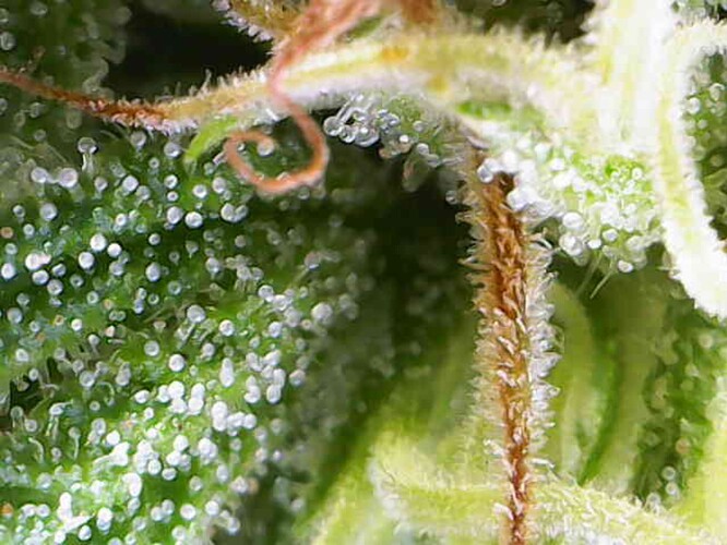 Growreport Bild 47