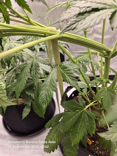 Growreport Bild 26
