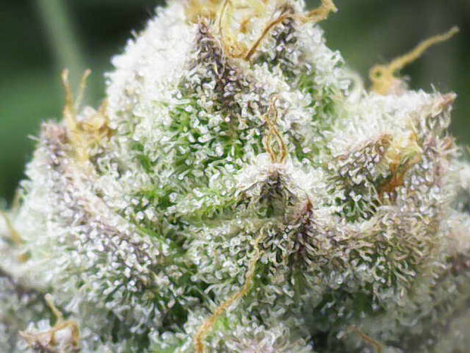 Growreport Bild 11
