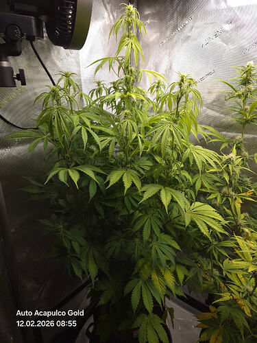 Eine Cannabis-Pflanze in der Blütephase in einem Growzelt, mit einem Ventilator an der Wand.