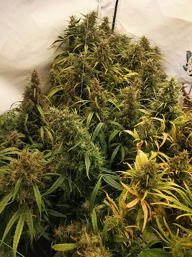 Growreport Bild 1