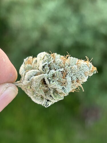 Growreport Bild 41