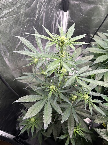 Growreport Bild 1