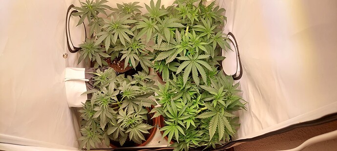 Growreport Bild 2