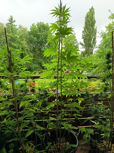 Growreport Bild 7