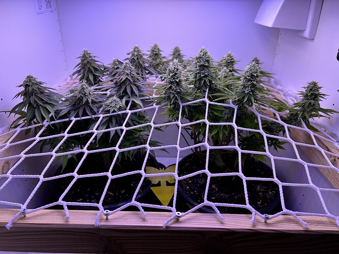 Zwei Cannabis-Pflanzen in der späten Blütephase unter einem Scrog-Netz in einer Growbox.