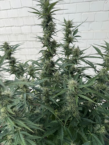 Growreport Bild 15