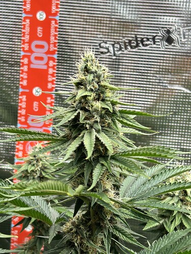 Nahaufnahme eines Cannabis-Buds in der Blütephase vor einer reflektierenden Zeltwand mit einem Höhenmessband.
