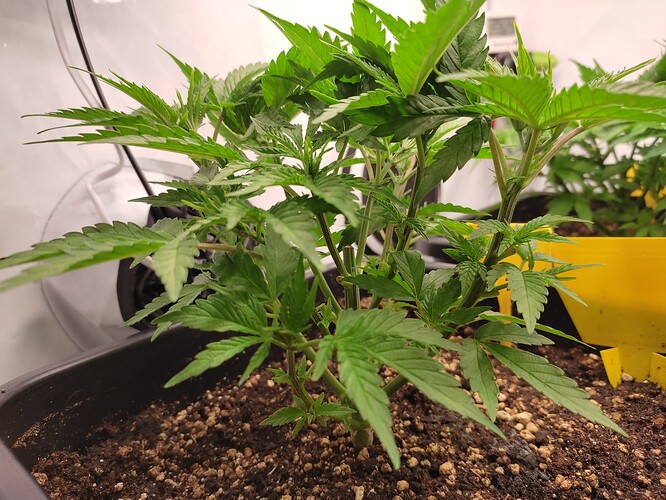 Growreport Bild 25
