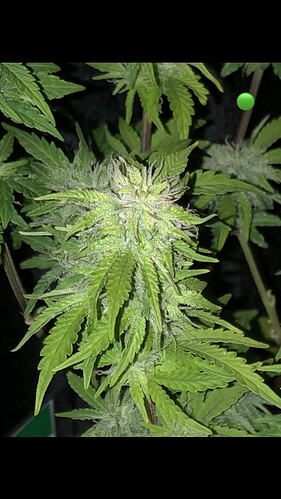 Growreport Bild 19