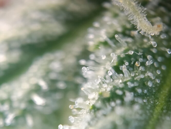 Growreport Bild 12