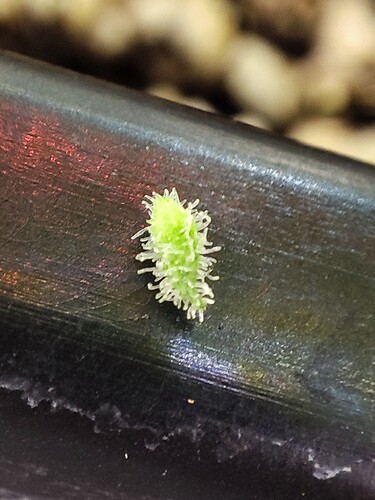 Growreport Bild 8