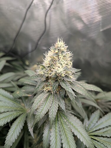Growreport Bild 2