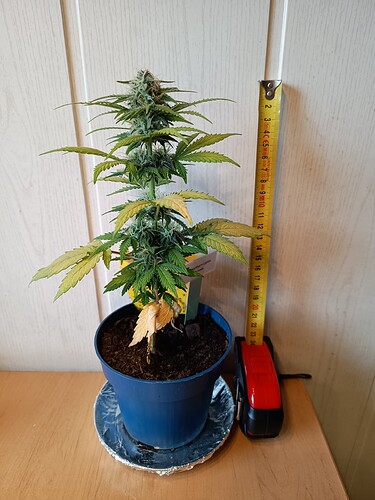 Growreport Bild 8