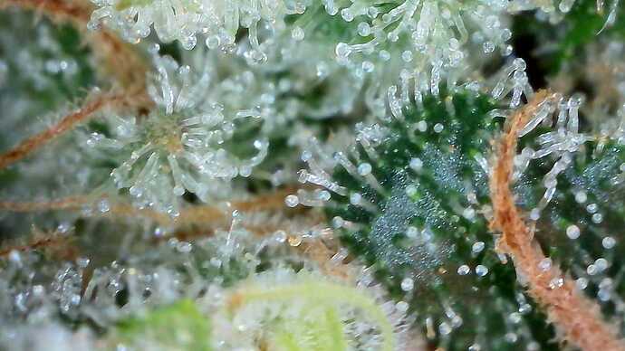 Growreport Bild 50