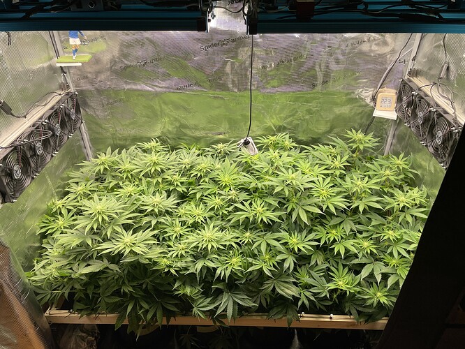 Eine Growbox mit vielen jungen Cannabispflanzen, die sich im Wuchs befinden. Mehrere Lüfter und eine LED-Lampe sind sichtbar.