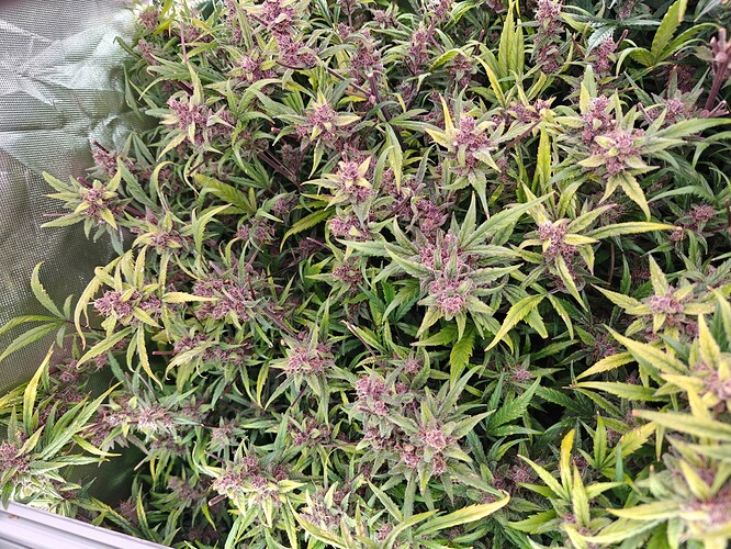 Growreport Bild 1