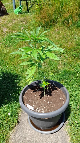 Growreport Bild 28
