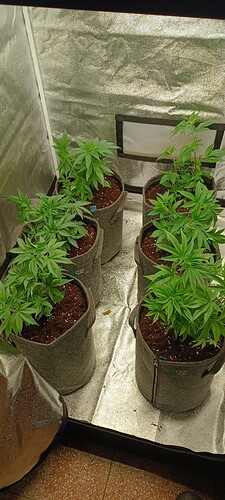 Growreport Bild 1